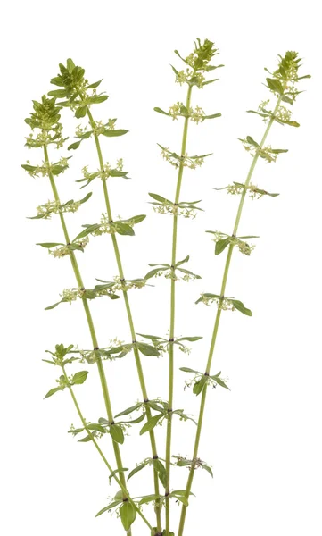 Cruciata glabra — Stock Photo, Image