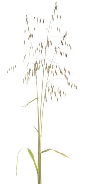 Avena fatua