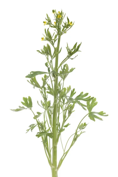 Ranunculus scleratus — Fotografia de Stock
