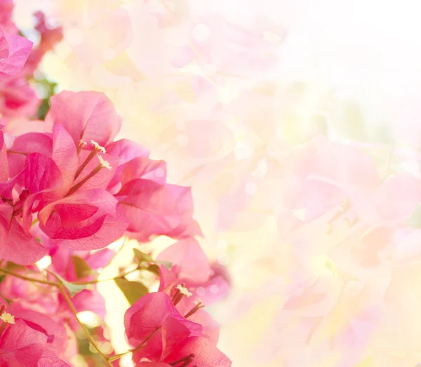 Beautiful abstract floral background with pink flowers. Border d — Stock Photo, Image