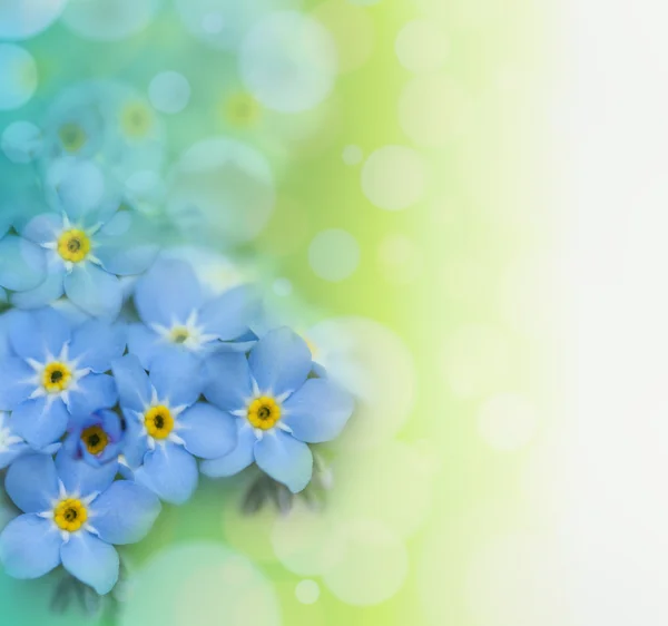 Hermoso fondo floral —  Fotos de Stock
