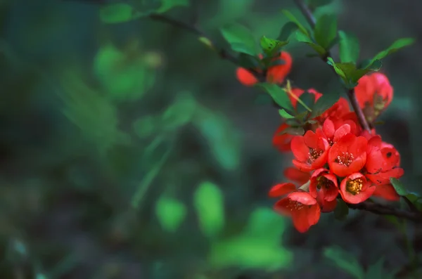 Bela borda floral no fundo verde — Fotografia de Stock
