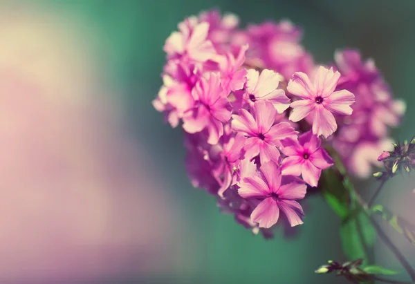 Hermoso borde floral de flores rosadas —  Fotos de Stock