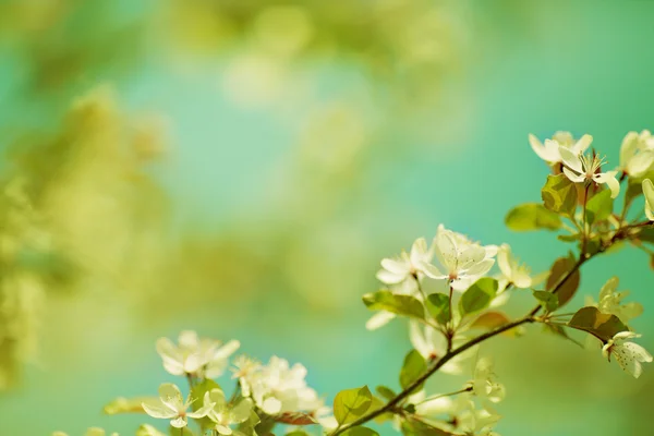 Prachtige lente grens achtergrond met cherry bloem — Stockfoto