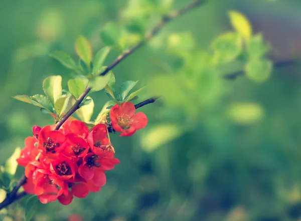 Kaunis kukka raja vihreällä taustalla — kuvapankkivalokuva