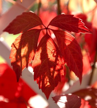 Parthenocissus quinquefolia