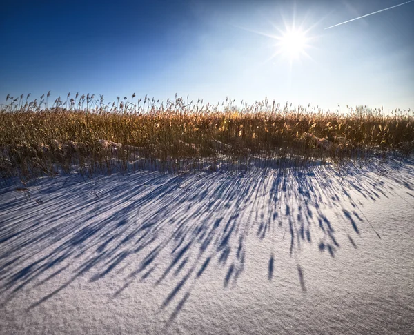 Тени на снегу . — стоковое фото