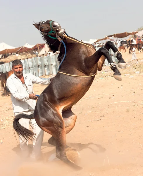 Pushkar rättvis. — Stockfoto