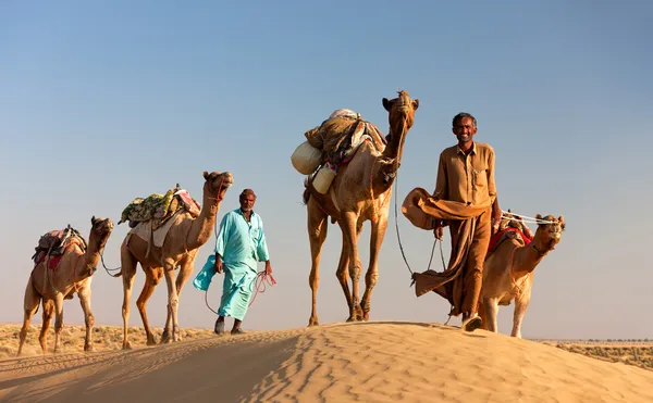 Camel man leads his camels across the Thar desert — Stock Photo, Image