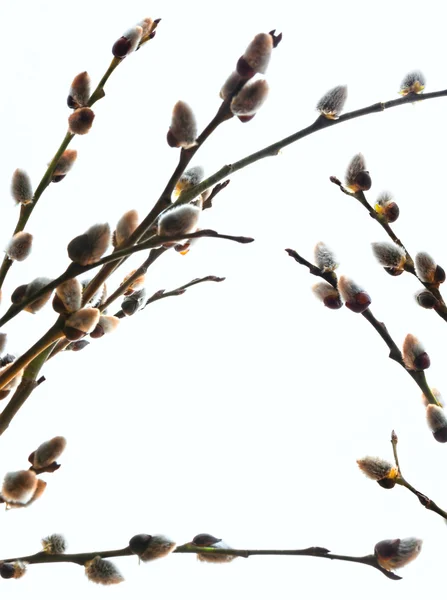 Branches of a willow on white background — Stock Photo, Image