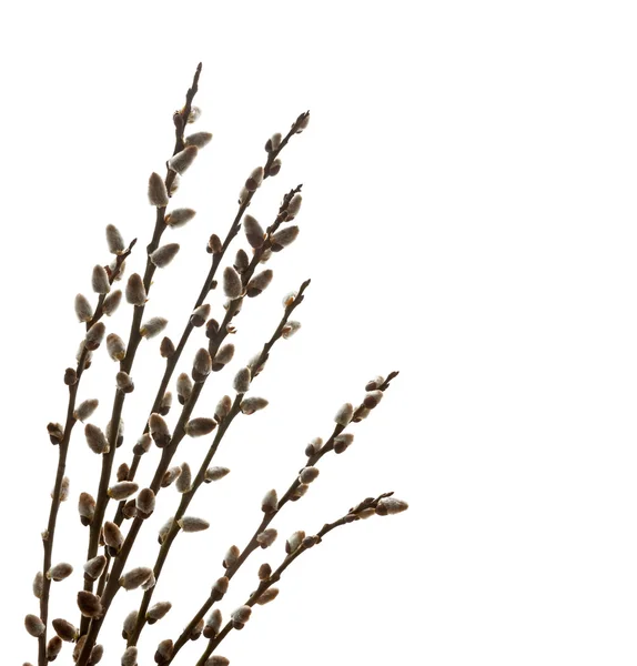 Zweige einer Weide auf weißem Hintergrund — Stockfoto
