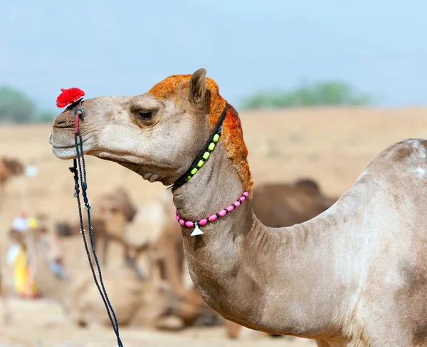 Chameau décoré à la foire de Pushkar. Rajasthan, Inde, Asie — Photo