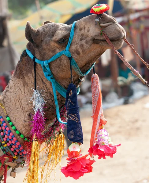 Chameau décoré à la foire de Pushkar. Rajasthan, Inde, Asie — Photo