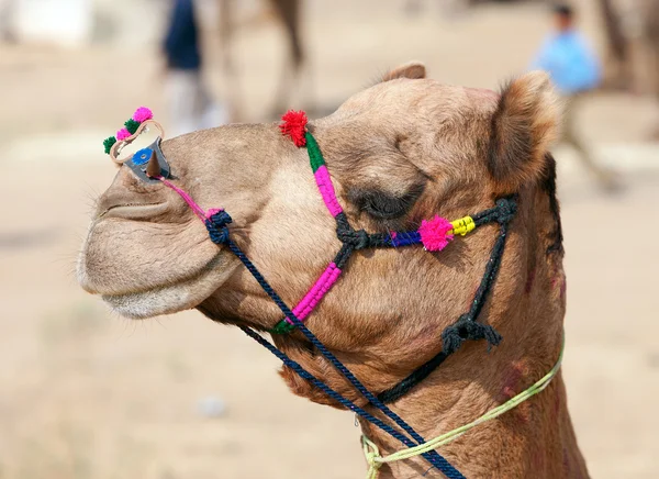 Camello decorado en la feria de Pushkar. Rajastán, India, Asia — Foto de Stock