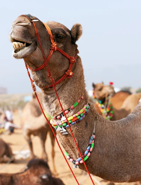 Camello decorado en la feria de Pushkar. Rajastán, India, Asia — Foto de Stock