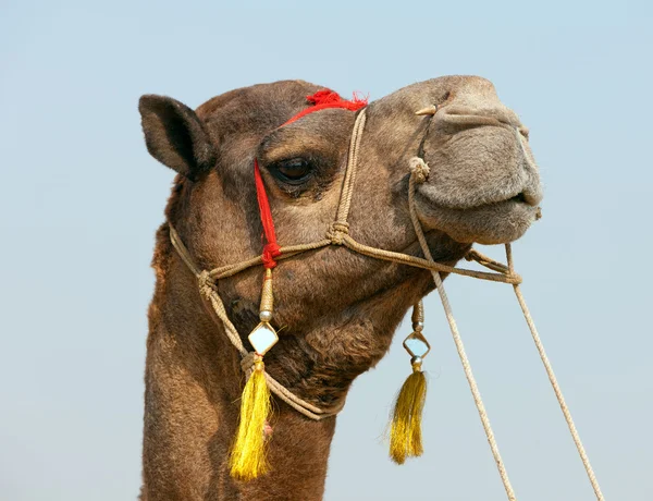 Chameau décoré à la foire de Pushkar. Rajasthan, Inde, Asie — Photo