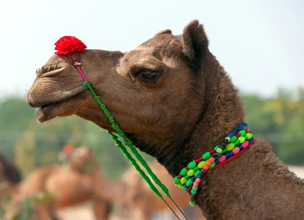 Chameau décoré à la foire de Pushkar. Rajasthan, Inde, Asie — Photo