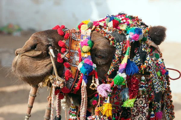 Chameau décoré à la foire de Pushkar. Rajasthan, Inde, Asie — Photo