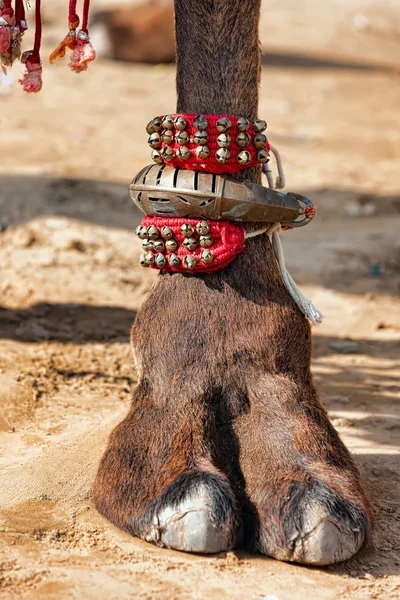 Оформлені верблюда стопи — стокове фото