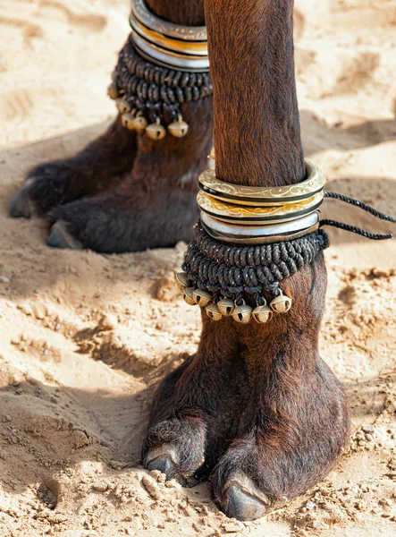Верблюжья лапка — стоковое фото