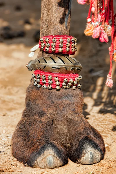 Decorated camel foot — Stock Photo, Image