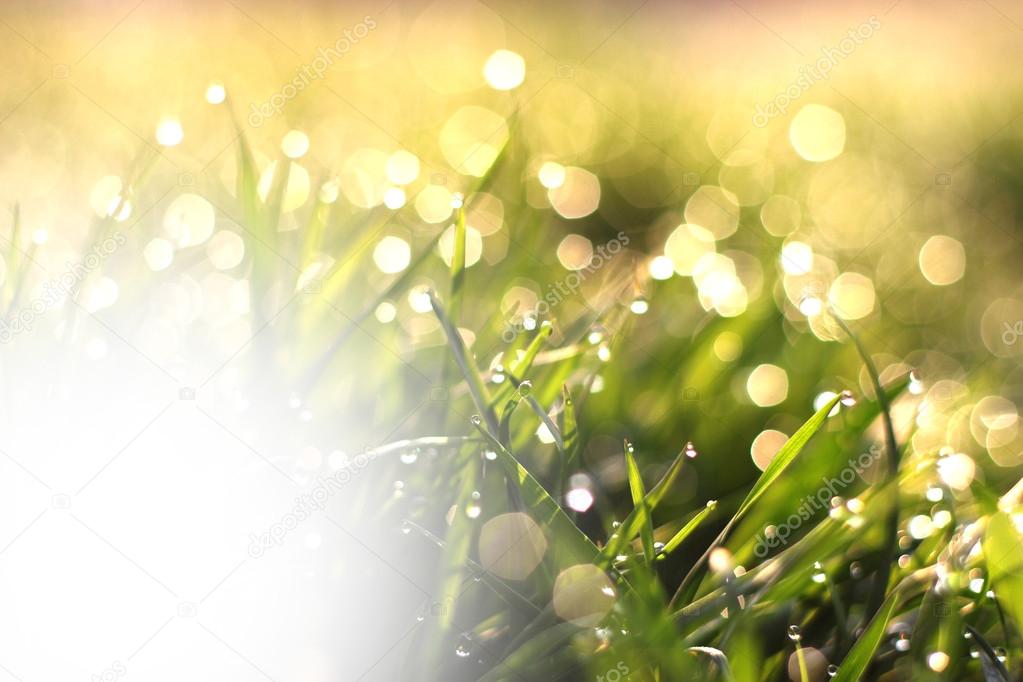 Fresh morning dew on spring grass, natural background with white space for your text