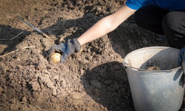 Doğal renkte bir patates hasadı.