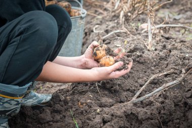 Doğal renkte bir patates hasadı.