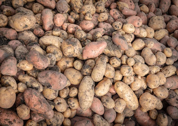 Patatas crudas con suciedad naturalista de color —  Fotos de Stock