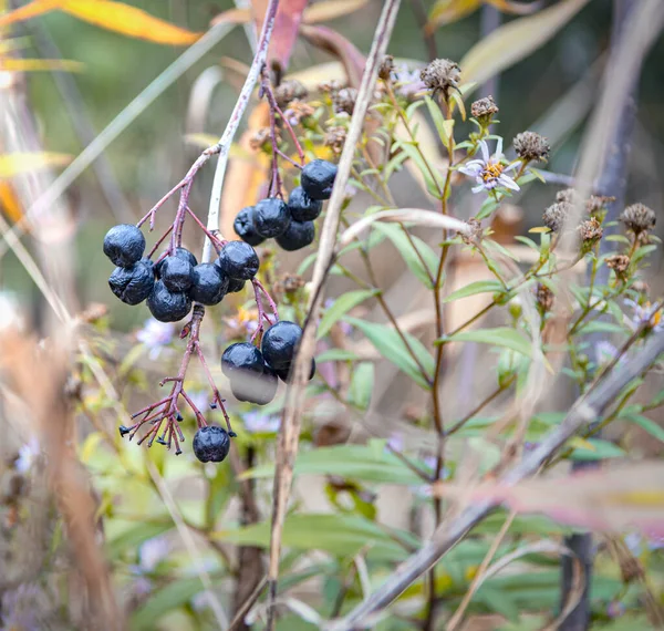 Chokeberryes sul ramo nella foresta — Foto Stock