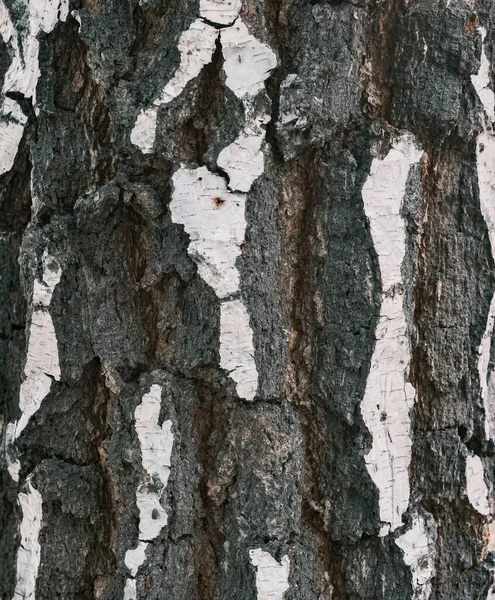 A textured backfround of the tree bark — Stock Photo, Image