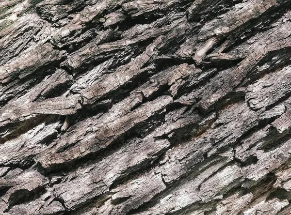 A textured backfround of the tree bark — Stock Photo, Image