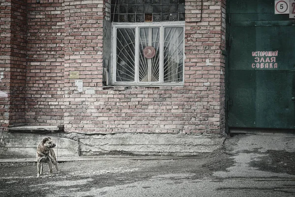 15 Mayıs 2016, Rusya, Sokak Köpeği