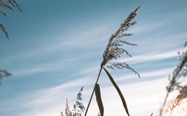 Gökyüzü arka planında kuru sonbahar çimenleri olan manzara