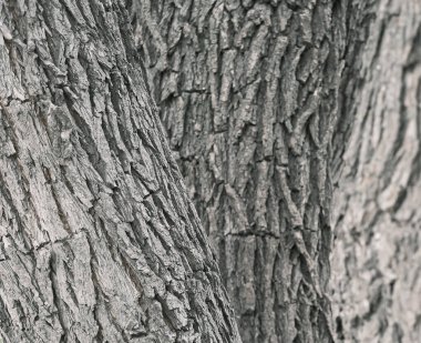 Üç ağacı olan bir ağaç kabuğu.