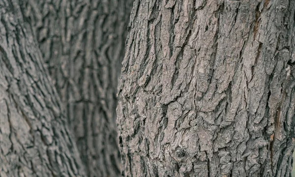 A tree bark background with three trees — Stock Photo, Image