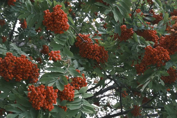 Kırmızı bir rowan arka plan gerçekçi renklere sahip