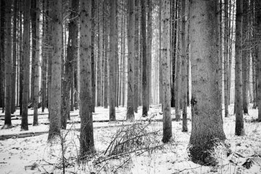 Rusya 'da bir kış ormanı siyah beyaz