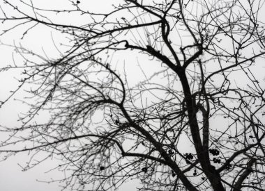 Gökyüzünde ağaç dalları var.