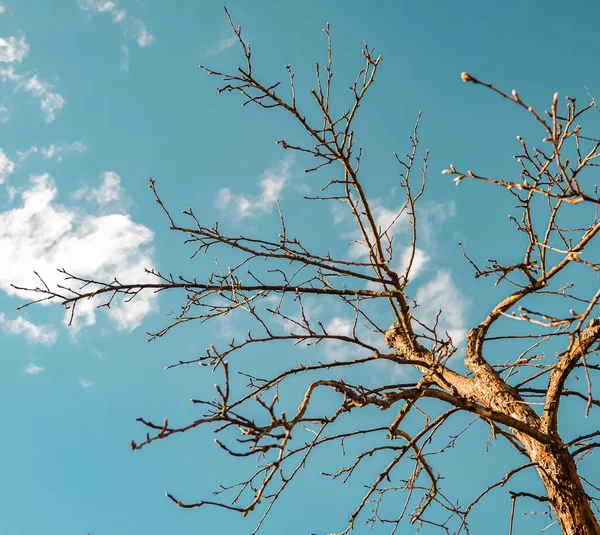 The tree branches on the sky backround — Zdjęcie stockowe