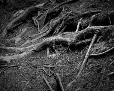 Ağaç gövdelerinin ve köklerinin soyut siyah beyaz fotoğrafı