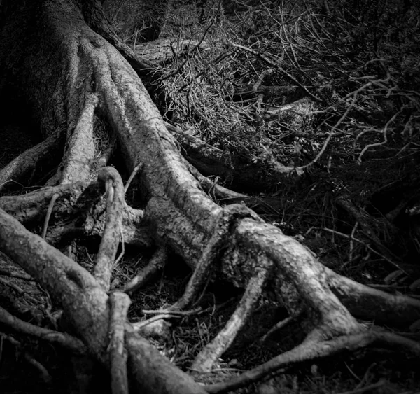 Ağaç gövdelerinin ve köklerinin soyut siyah beyaz fotoğrafı
