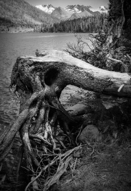 Ağaçların soyut siyah beyaz fotoğrafı