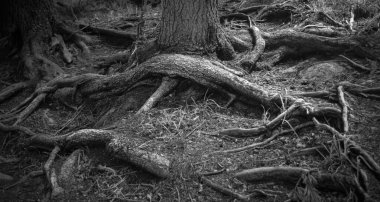 Ağaçların soyut siyah beyaz fotoğrafı