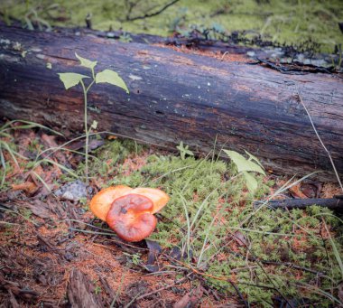 Orman renklerinde mantarlarla dolu bir hayat