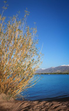 Arka planda söğüt ve dağ gölü olan manzara