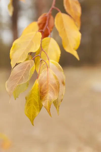 Autumn Background. Beauty Colorful Leaves — Stock Photo, Image