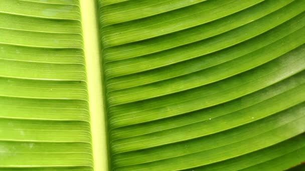 Feuille verte 