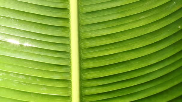 Feuille verte 