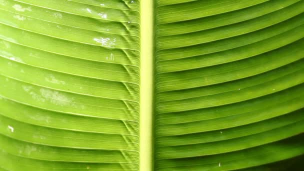 Feuille verte 